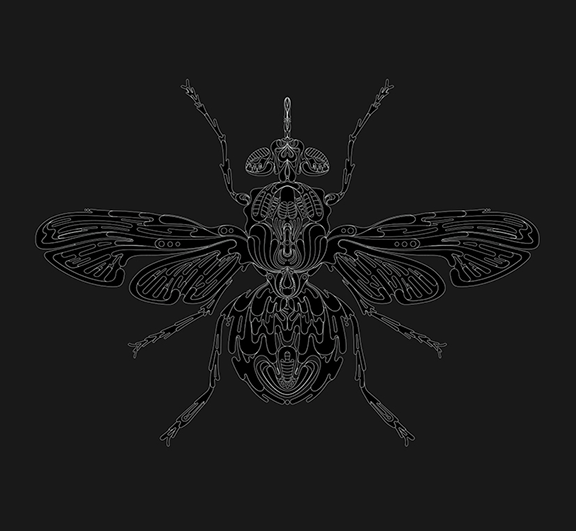 aka illustration - symmetry in nature fly black and white